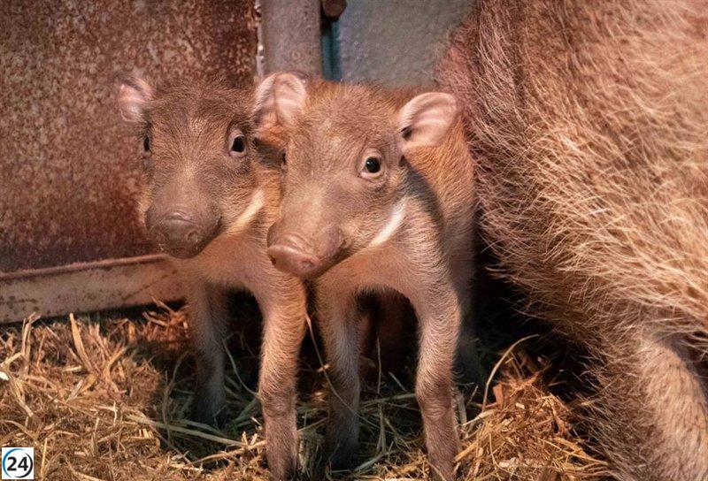 Bioparc Valencia celebra el nacimiento de adorables facóqueros, las crías más recientes de la cautivadora pareja de Pumba.