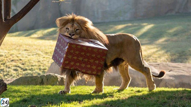 Animales del Bioparc disfrutan de regalos navideños en la visita de Papá Noel