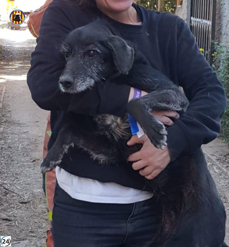Bomberos valientes rescatan a una perrita atrapada bajo tierra en Catarroja