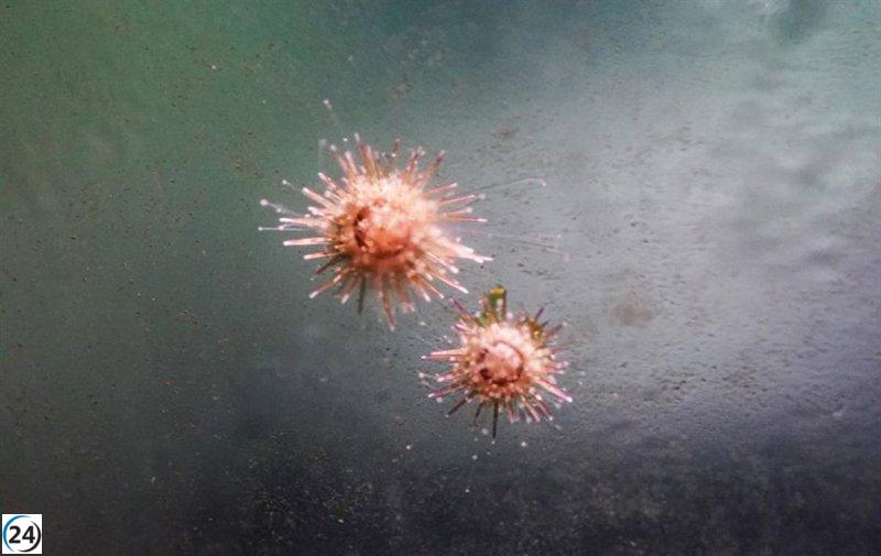 Fundación Oceanográfica colabora con Agricultura en proyecto de cría y reintroducción de erizos de mar